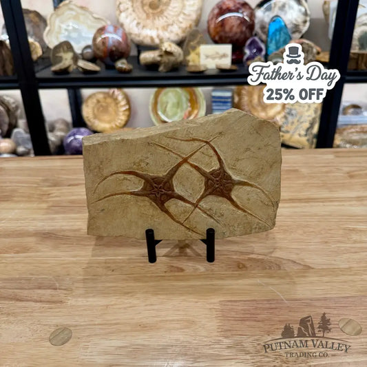 Reserve Double Brittle Star Fossil + Stand - Fossil