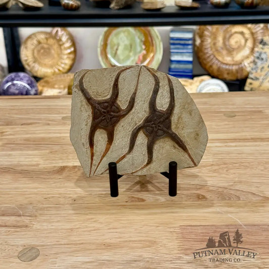 Reserve Double Brittle Star Fossil + Stand - Fossil
