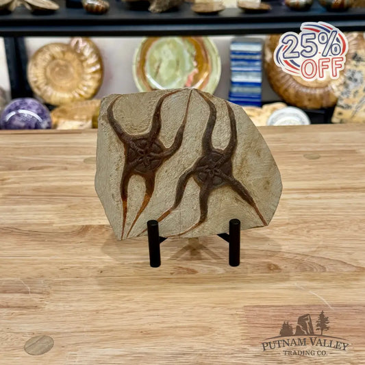 Reserve Double Brittle Star Fossil + Stand - Fossil