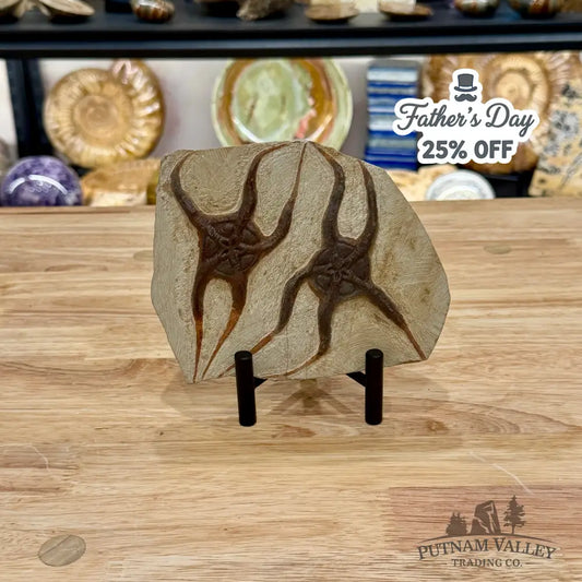 Reserve Double Brittle Star Fossil + Stand - Fossil