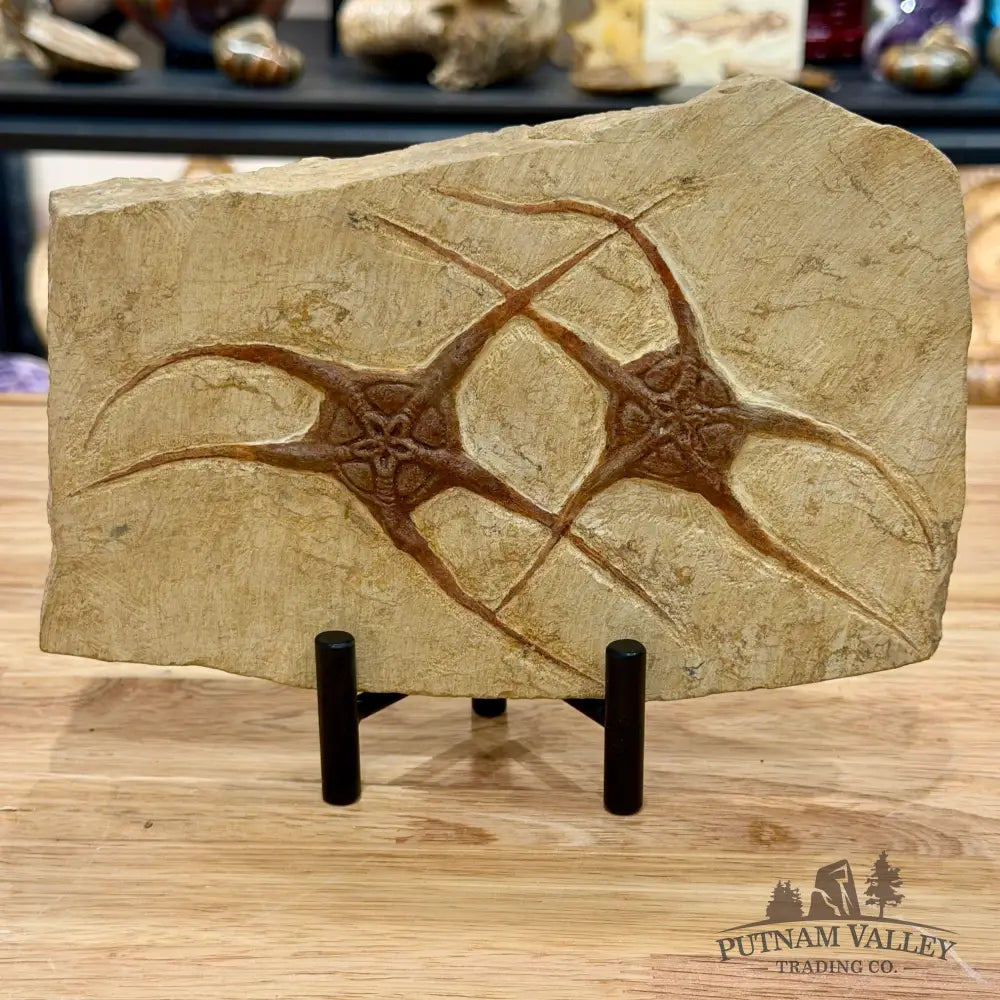 Reserve Double Brittle Star Fossil + Stand - Fossil