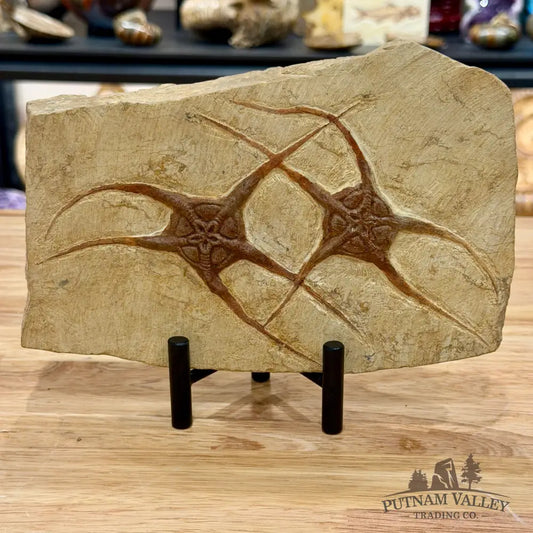 Reserve Double Brittle Star Fossil + Stand - Fossil