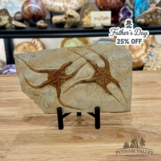 Reserve Double Brittle Star Fossil 8’’ - Fossil