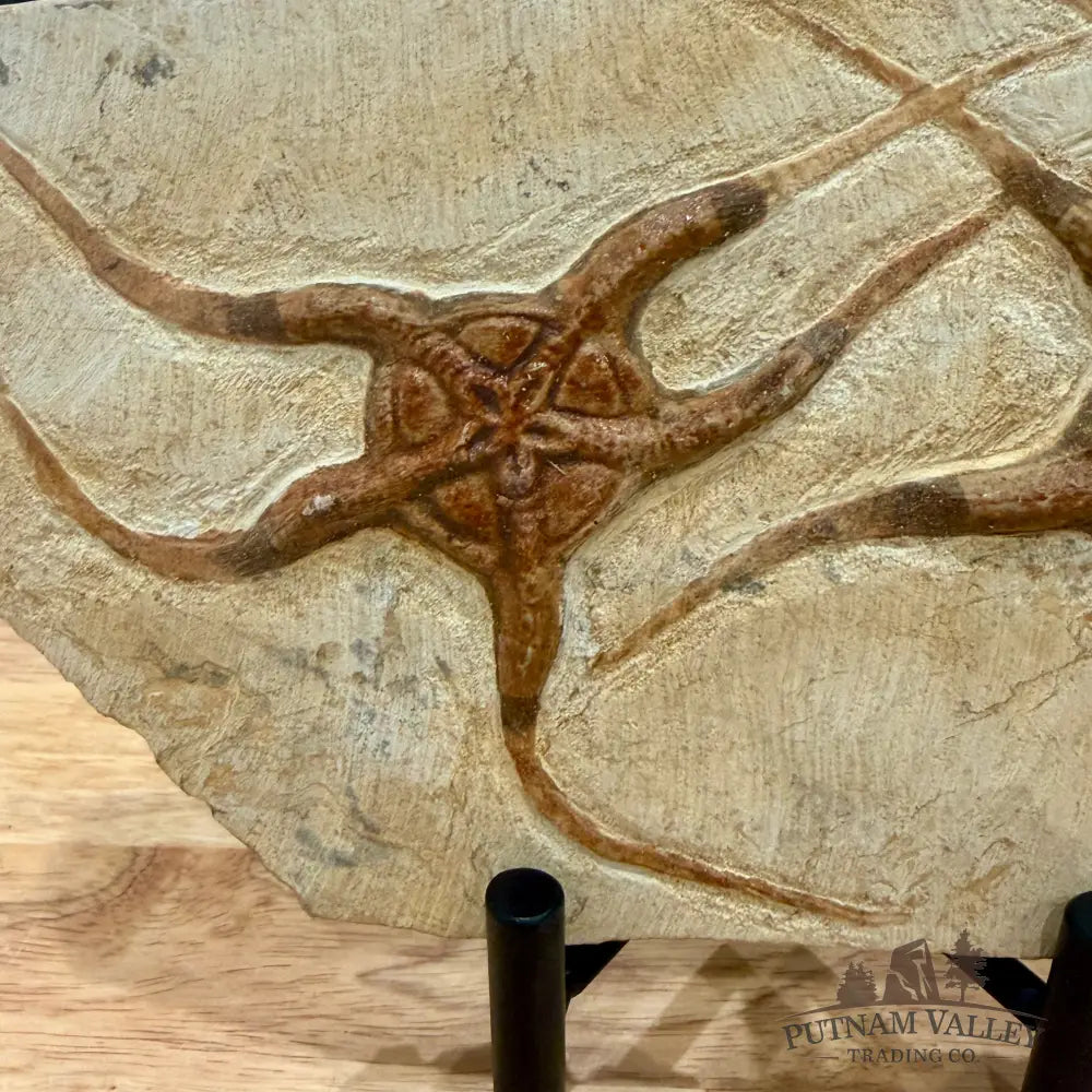 Reserve Double Brittle Star Fossil 8’’ - Fossil