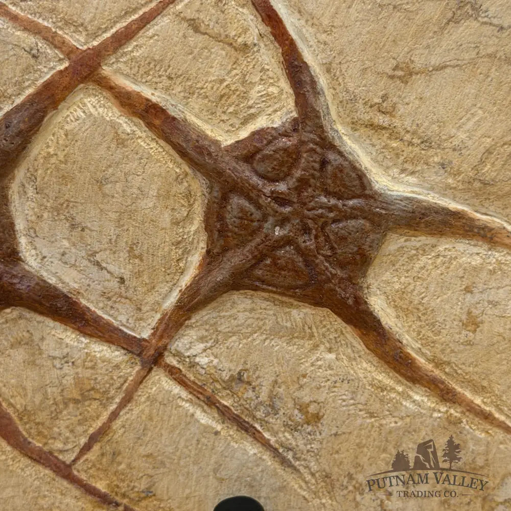 Reserve Double Brittle Star Fossil + Stand - Fossil