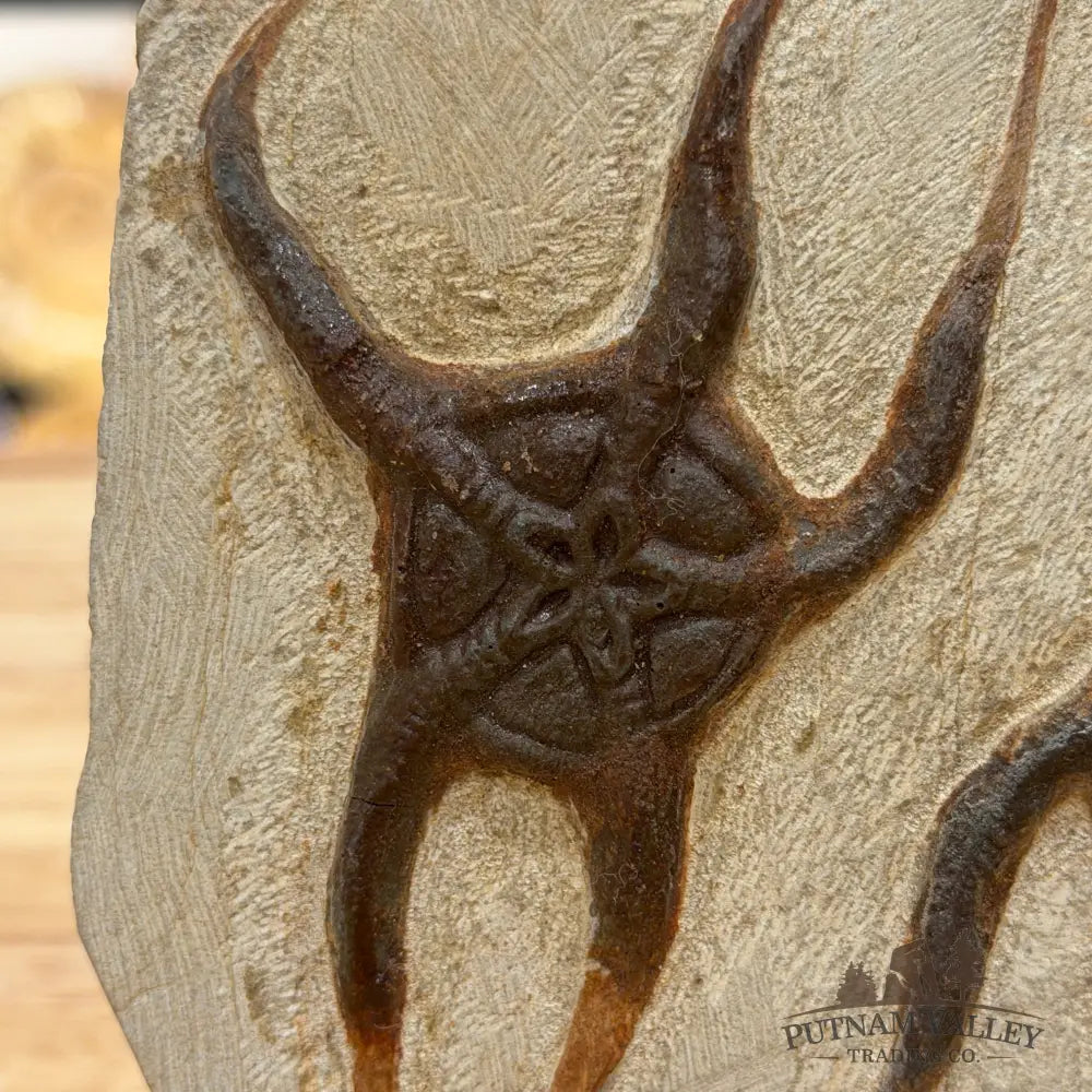 Reserve Double Brittle Star Fossil + Stand - Fossil
