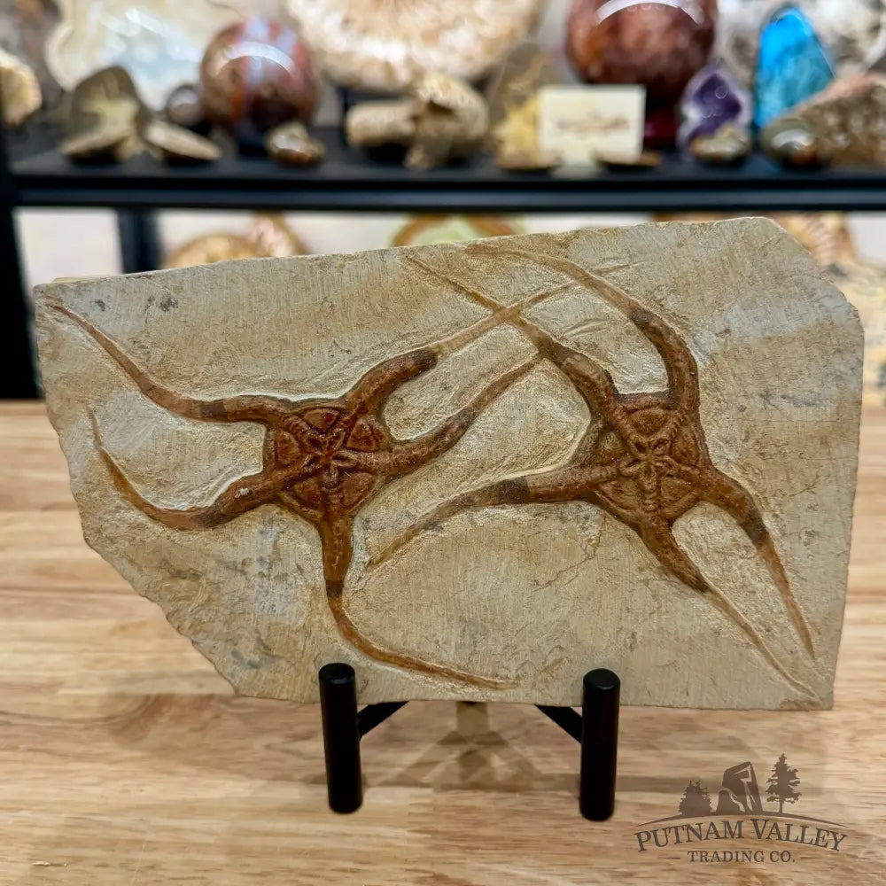 Reserve Double Brittle Star Fossil 8’’ - Fossil