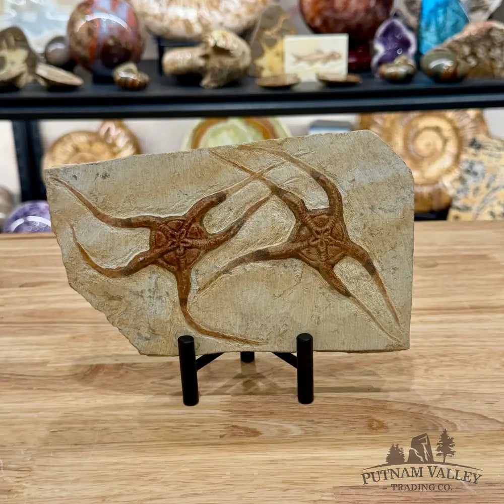 Reserve Double Brittle Star Fossil 8’’ - Fossil