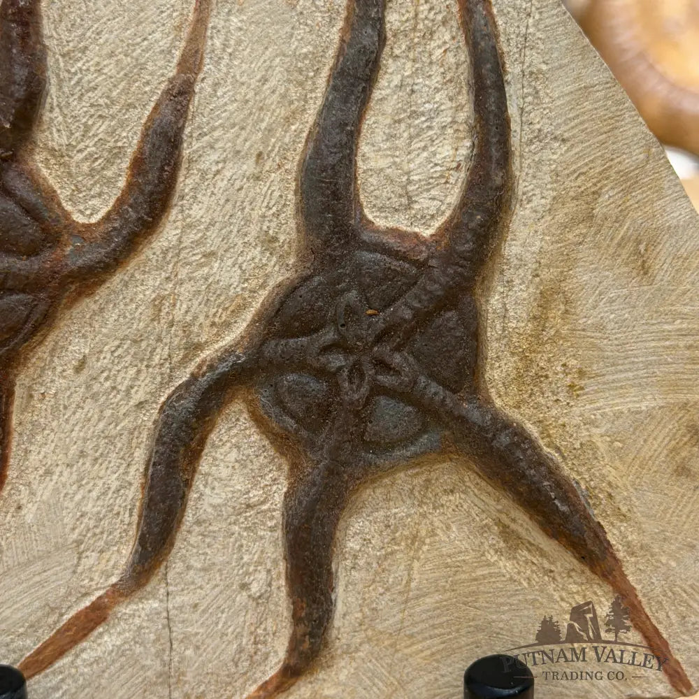 Reserve Double Brittle Star Fossil + Stand - Fossil