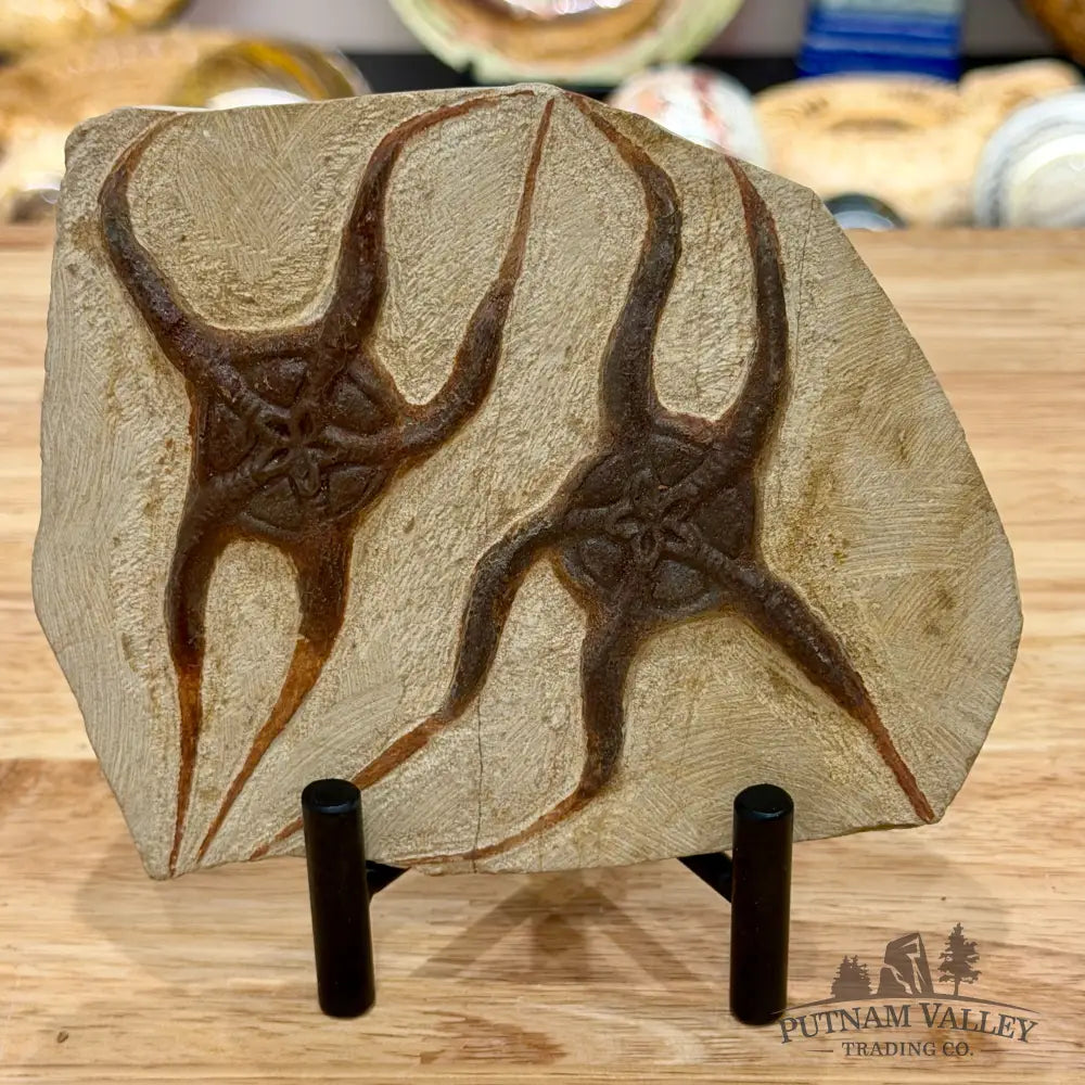 Reserve Double Brittle Star Fossil + Stand - Fossil