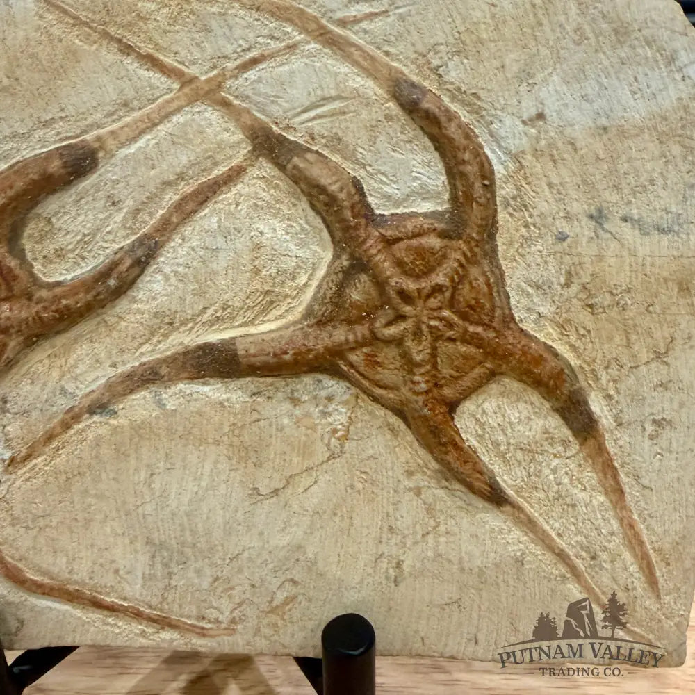 Reserve Double Brittle Star Fossil 8’’ - Fossil