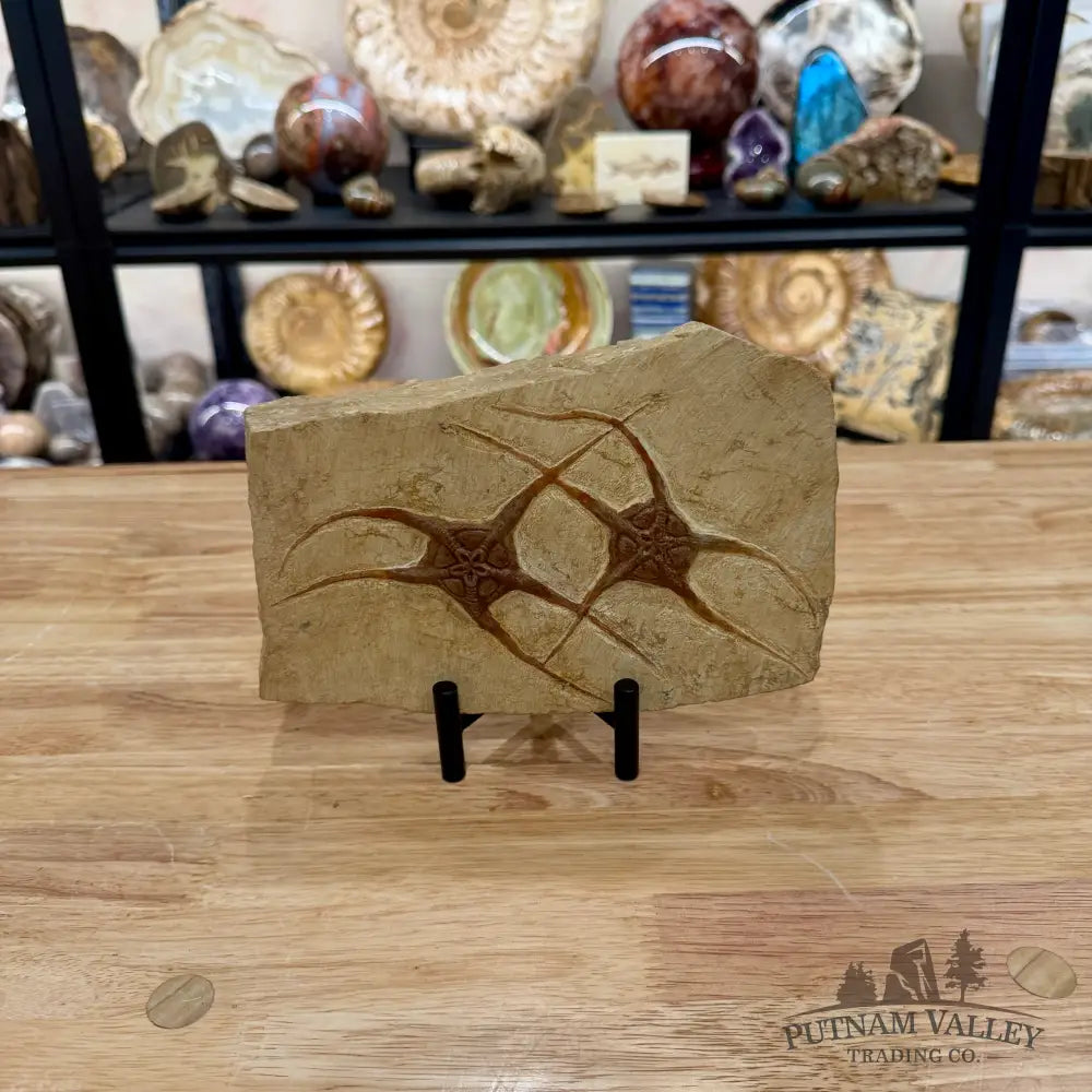 Reserve Double Brittle Star Fossil + Stand - Fossil