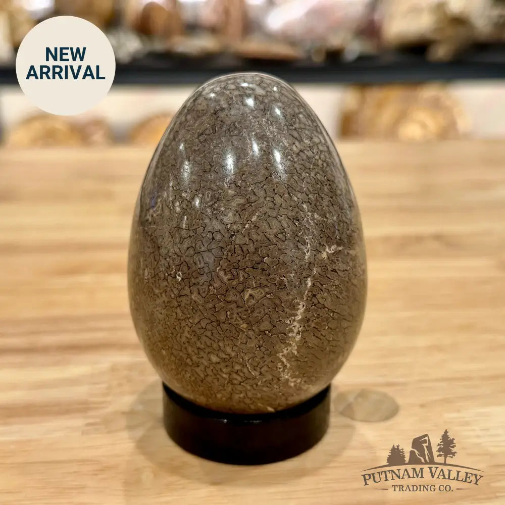 Reserve Fossilized Dinosaur Bone Egg 3.6’’ Egg