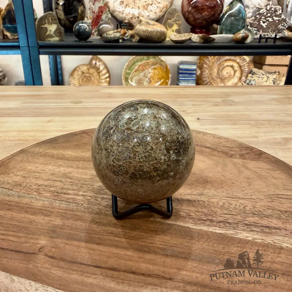Reserve Fossilized Dinosaur Bone Sphere 2.63’’ - Fossil Sphere