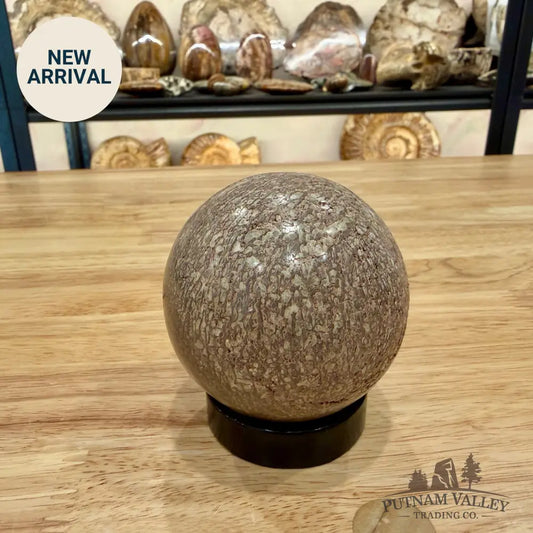 Reserve Fossilized Dinosaur Bone Sphere 2.65’’ Fossil Sphere