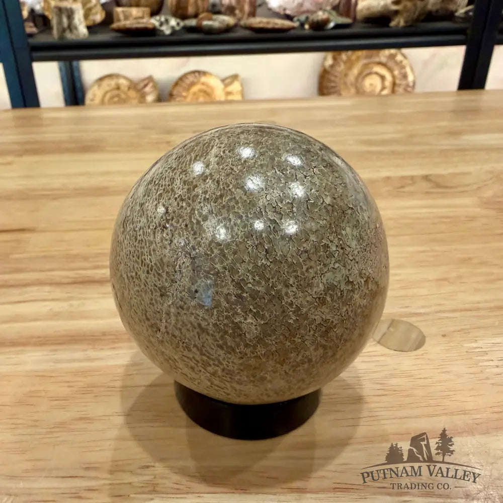 Reserve Fossilized Dinosaur Bone Sphere 3.04’’ Fossil Sphere