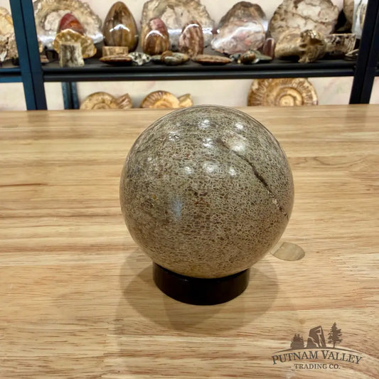 Reserve Fossilized Dinosaur Bone Sphere 3.04’’ Fossil Sphere