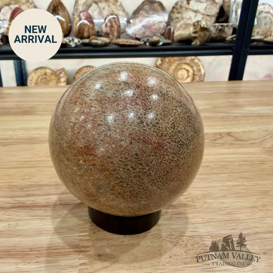 Reserve Fossilized Dinosaur Bone Sphere 3.44’’ Fossil Sphere