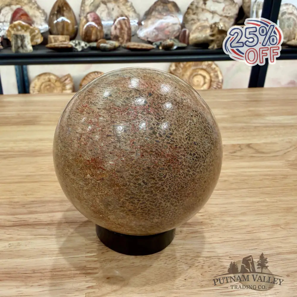Reserve Fossilized Dinosaur Bone Sphere 3.44’’ Fossil Sphere