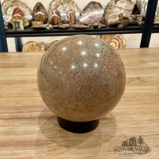 Reserve Fossilized Dinosaur Bone Sphere 3.44’’ Fossil Sphere