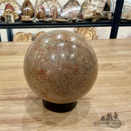 Reserve Fossilized Dinosaur Bone Sphere 3.44’’ Fossil Sphere
