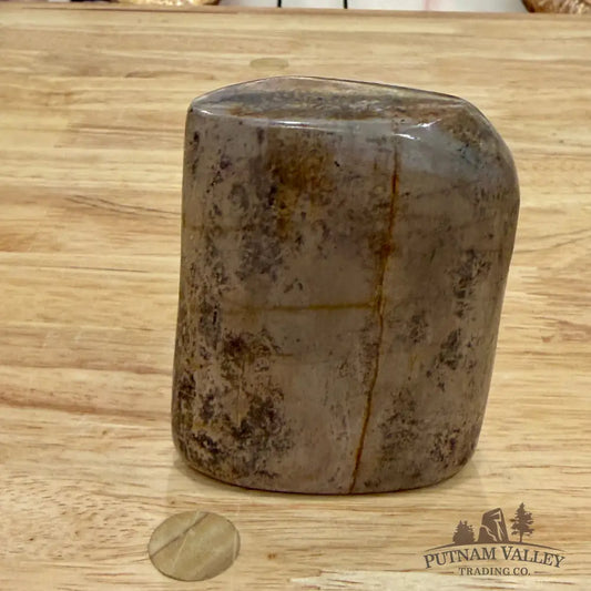 Reserve Fossilized Dinosaur Bone Table Accent 3.5’’ Accent
