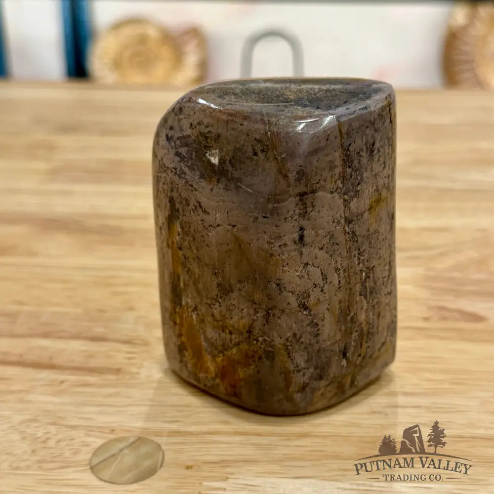 Reserve Fossilized Dinosaur Bone Table Accent 3.5’’ Accent