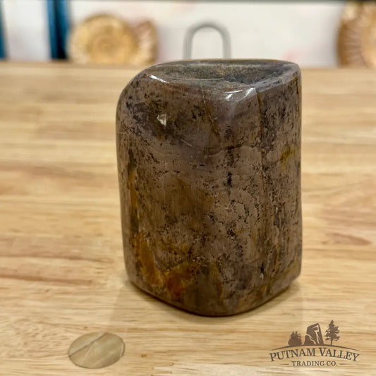 Reserve Fossilized Dinosaur Bone Table Accent 3.5’’ Accent