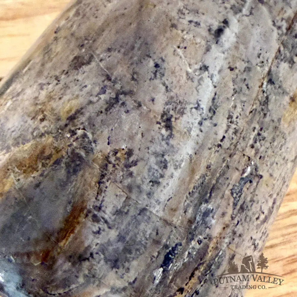 Reserve Fossilized Dinosaur Bone Table Accent 3.5’’ Accent