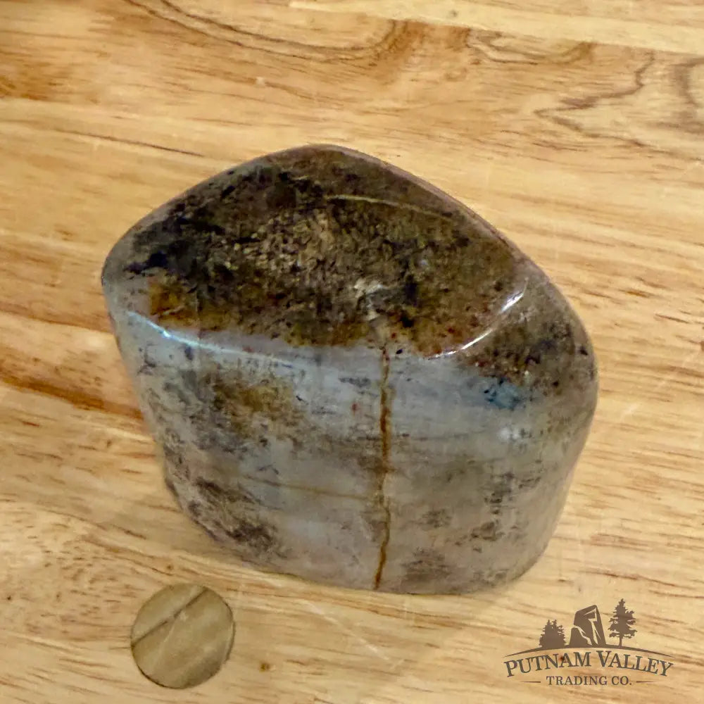 Reserve Fossilized Dinosaur Bone Table Accent 3.5’’ Accent