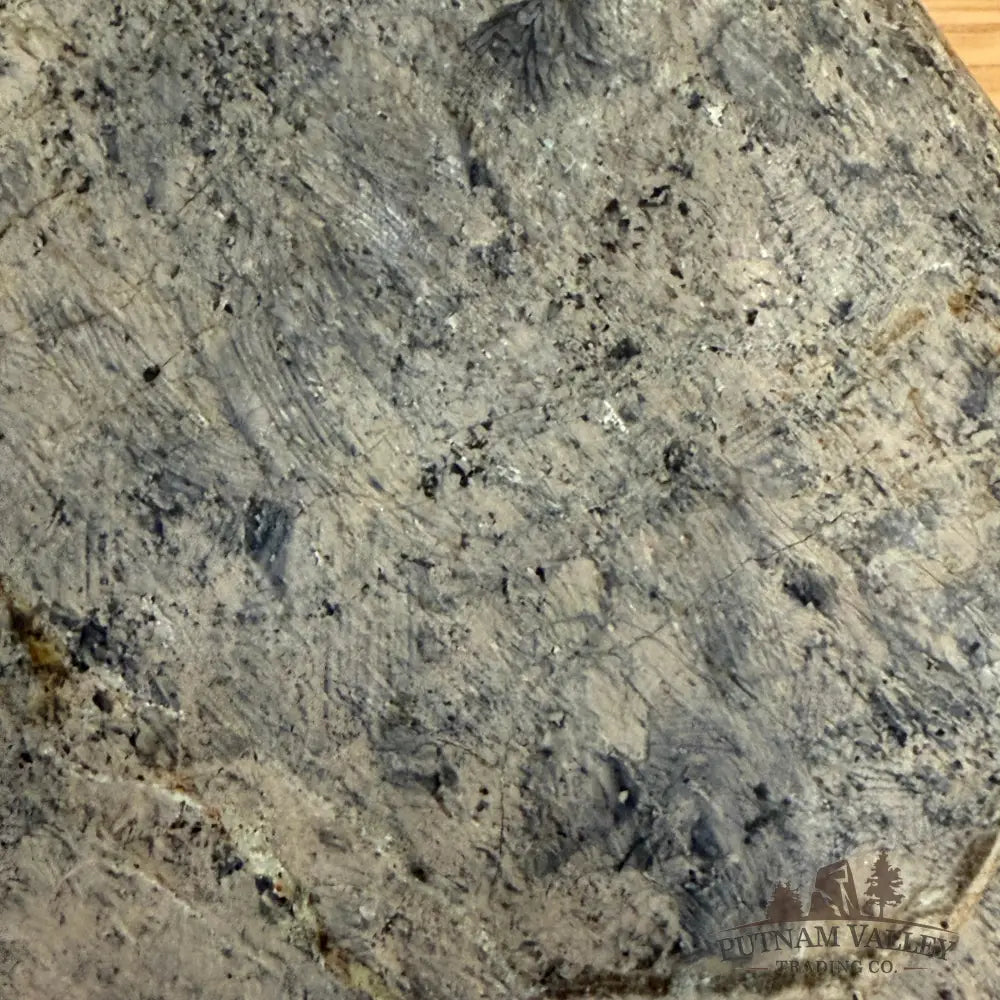 Reserve Fossilized Dinosaur Bone Table Accent 4.3’’ Accent