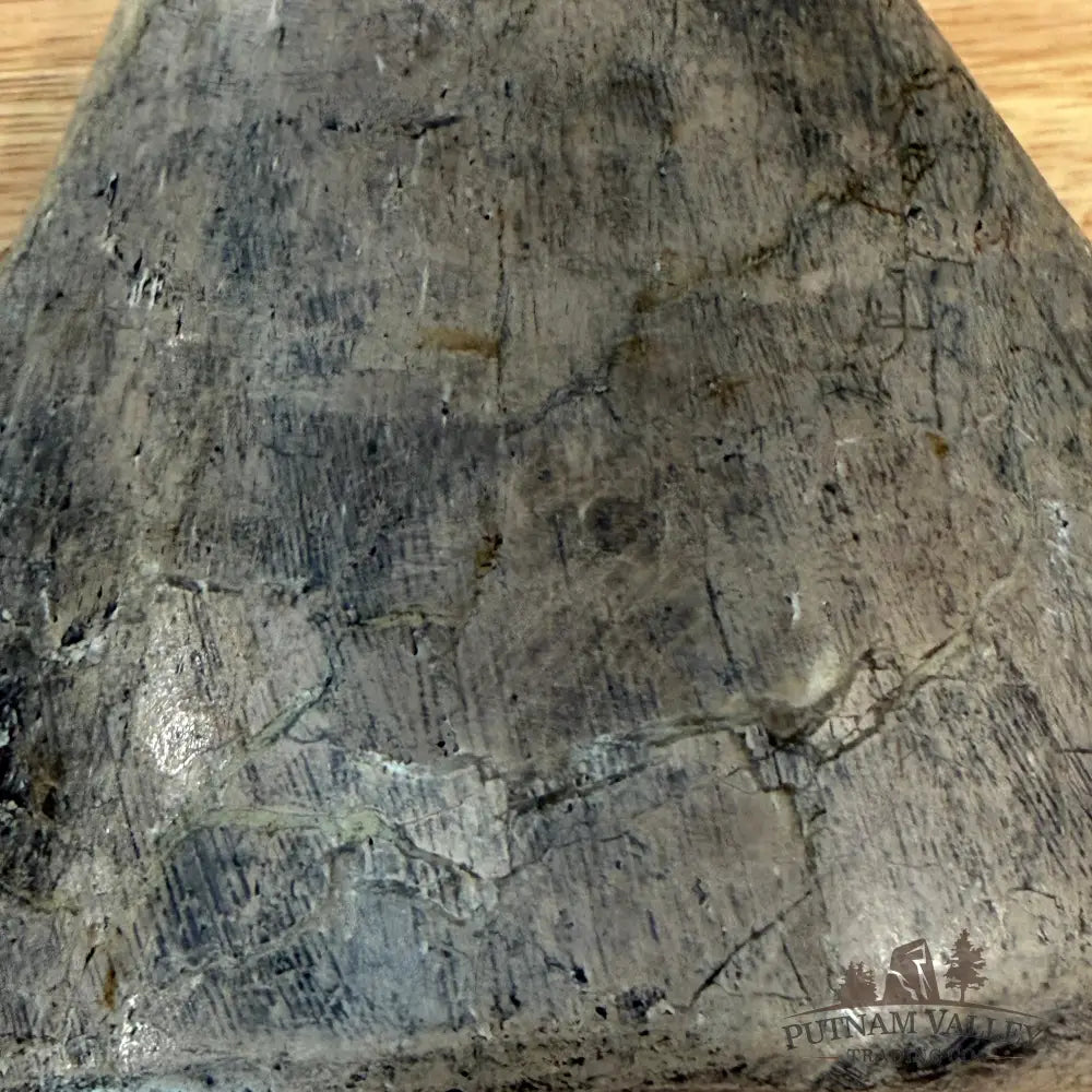 Reserve Fossilized Dinosaur Bone Table Accent 4.3’’ Accent