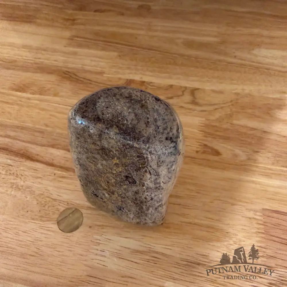 Reserve Fossilized Dinosaur Bone Table Accent 4.7’’ Accent