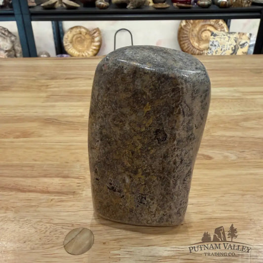 Reserve Fossilized Dinosaur Bone Table Accent 4.7’’ Accent