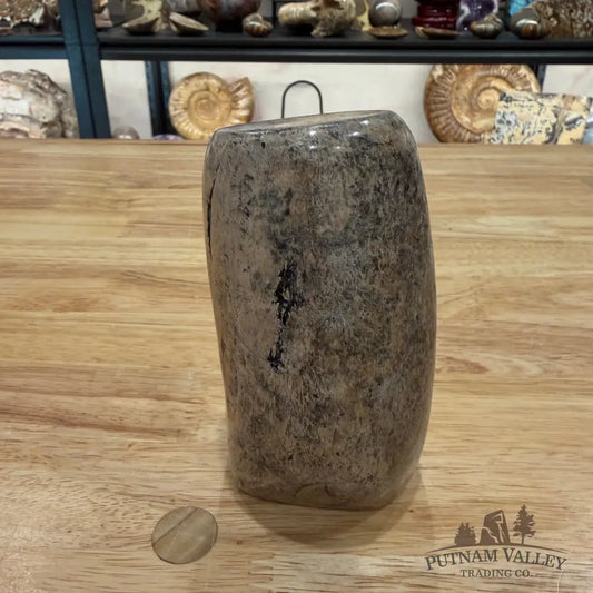 Reserve Fossilized Dinosaur Bone Table Accent 4.7’’ Accent