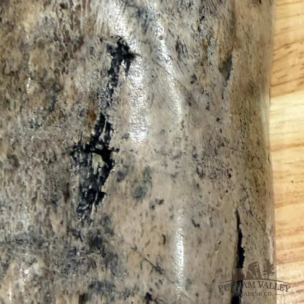 Reserve Fossilized Dinosaur Bone Table Accent 4.7’’ Accent