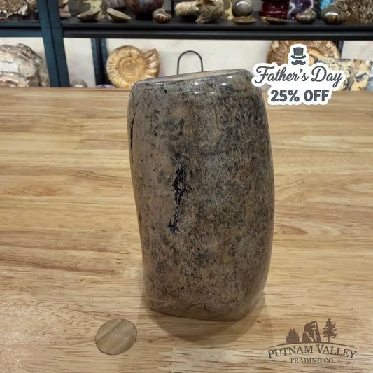 Reserve Fossilized Dinosaur Bone Table Accent 4.7’’ Accent