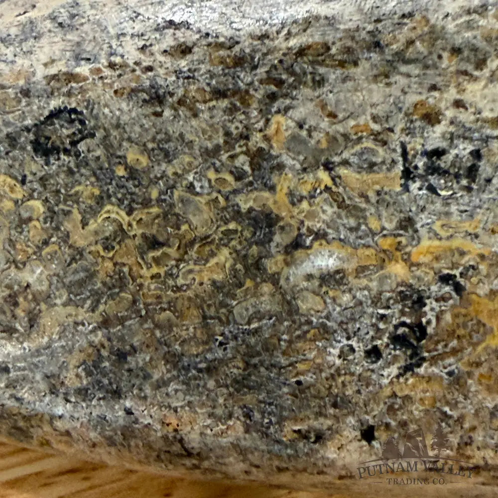 Reserve Fossilized Dinosaur Bone Table Accent 4.7’’ Accent