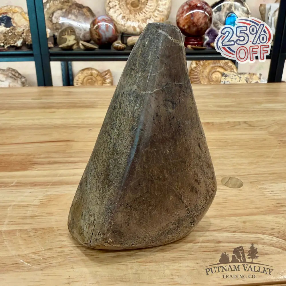 Reserve Fossilized Dinosaur Bone Table Accent 5.4’’ Accent