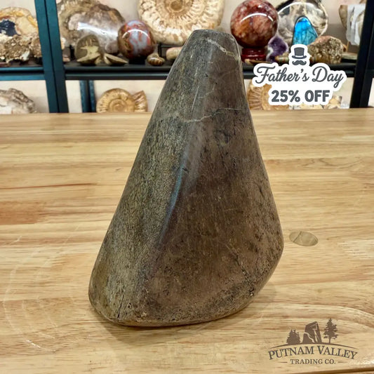 Reserve Fossilized Dinosaur Bone Table Accent 5.4’’ Accent