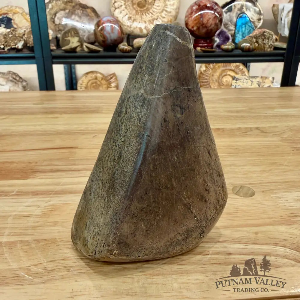 Reserve Fossilized Dinosaur Bone Table Accent 5.4’’ Accent