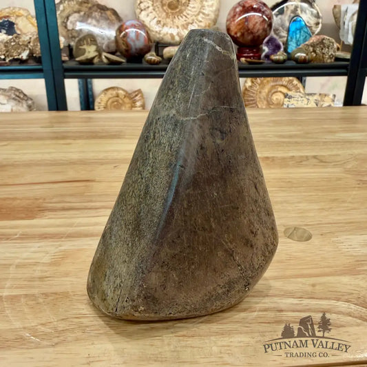 Reserve Fossilized Dinosaur Bone Table Accent 5.4’’ Accent