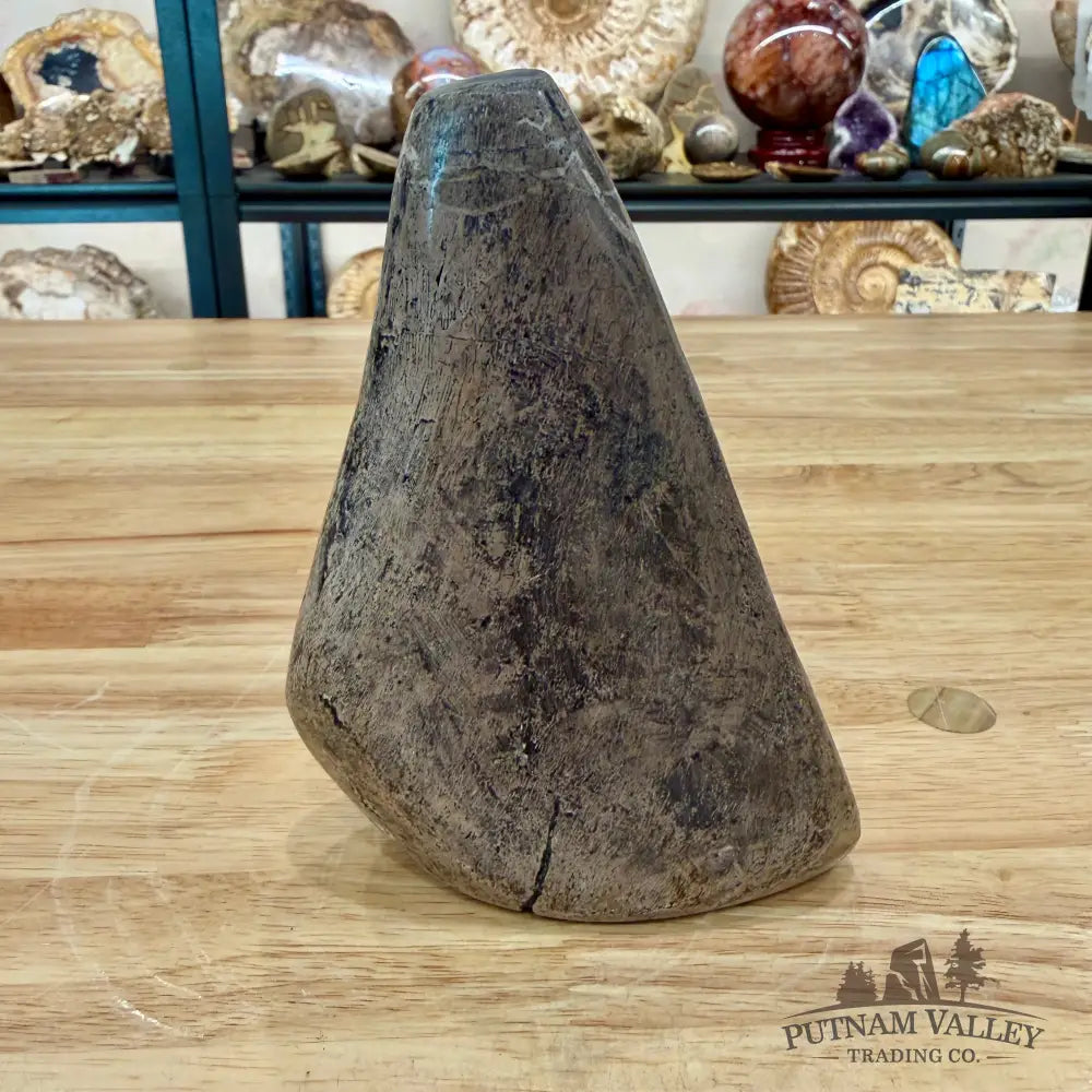 Reserve Fossilized Dinosaur Bone Table Accent 5.4’’ Accent