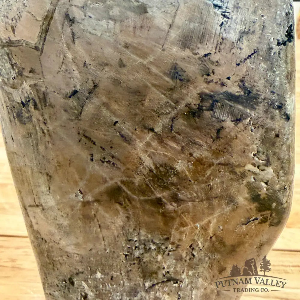 Fossilized Dinosaur Bone Table Accent 6.3’’ Accent