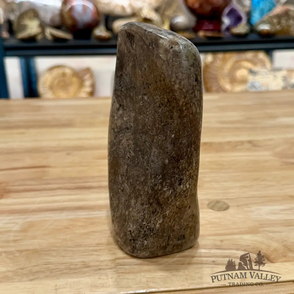 Fossilized Dinosaur Bone Table Accent 6.3’’ Accent