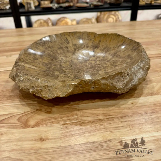 Reserve Coral Fossil Rustic Bowl 12’’ Fossil Bowl