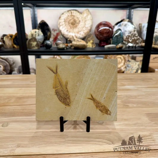 Reserve Green River Double Fish Fossil + Stand 4.6’’ - Fossil