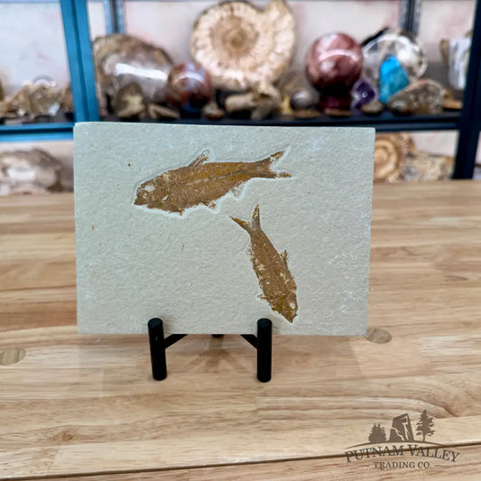 Green River Fish Fossil 4’’ + 3’’ - Fossil