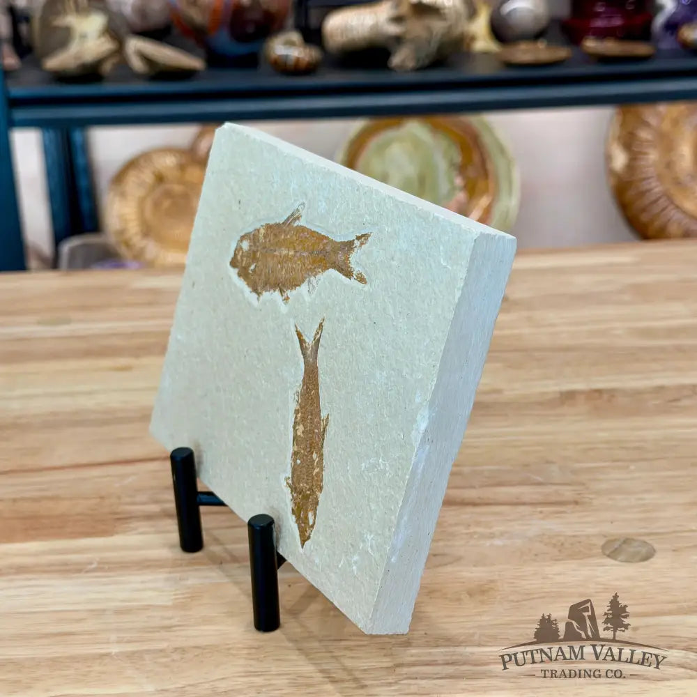 Green River Fish Fossil 4’’ + 3’’ - Fossil