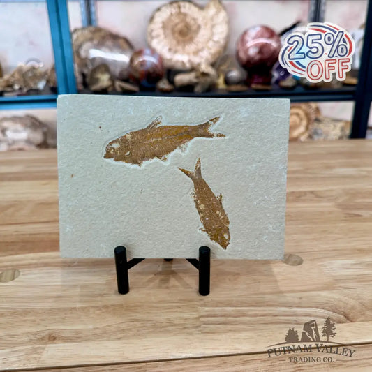 Green River Fish Fossil 4’’ + 3’’ - Fossil